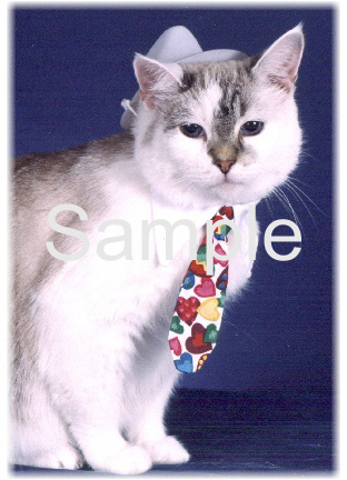 CATN06.jpg